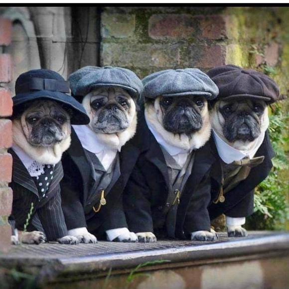 Meet your Posher, Becky - Picture 1 of 1